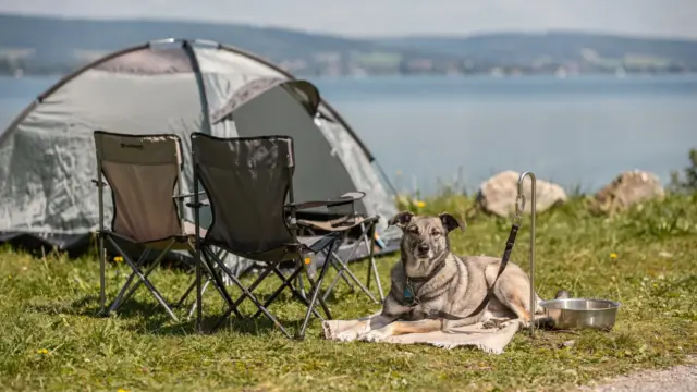 Hund am Campingplatz am Bodensee neben Zelt und Campingstuhl, passend zum Thema Regeln, Kosten und Buchung